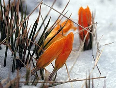 bulbs blooming in snow by Paul Stein