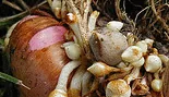 gladiola corm