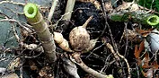 Dahlia tuber by Quinn Dombrowski
