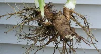 Iris Rhizomes by Midwest Gardening
