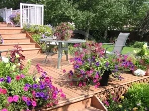 Patio Annuals