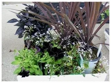 Selecting Annuals