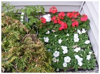 Selecting Annuals, storing