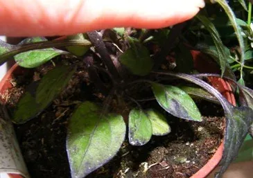 Selecting Annuals inspect