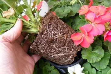 Selecting Annuals roots