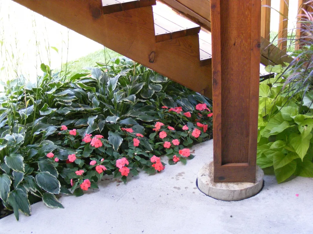 Hostas and pink impatiens planted right up to the edge of a concrete patio under wooden deck stairs