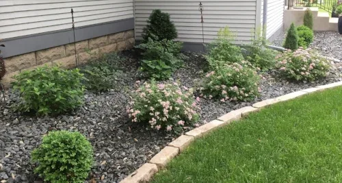 Second year Creeping by Midwest Gardening