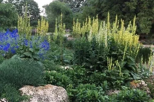 Tall Verbascum by Midwest Gardening