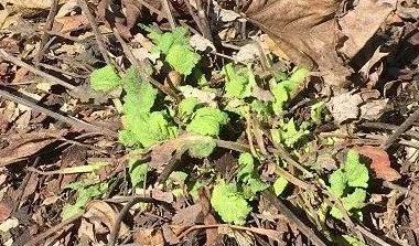 Slow to grow by Midwest Gardening