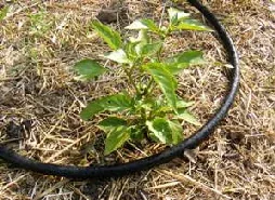 Soaker Hose by Midwest Gardening