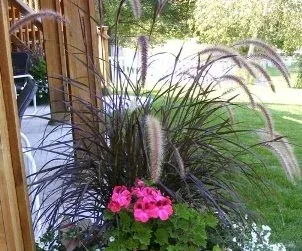 Rubrum Purple Fountain Grass by Midwest Gardening