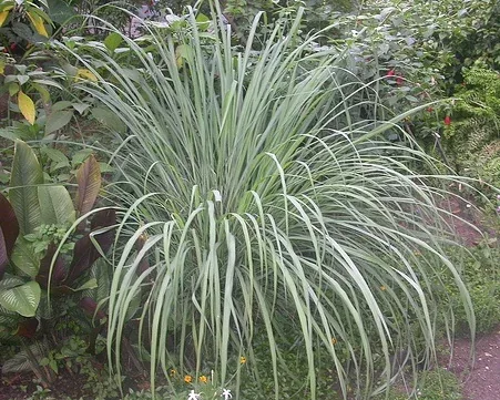 Cymbopogon citratus Lemon Grass by Scmperdale