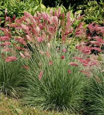 Melinus nerviglumis Ruby Grass by Midwest Gardening