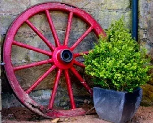 Potted Buxus by Annette Thomson
