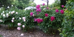 Peonies by Midwest Gardening