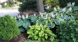 Hostas by Midwest Gardening