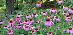 Coneflower by Midwest Gardening