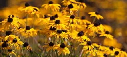 Rudbeckia by Mike Baird