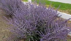 Russian Sage by Robert Ashworth