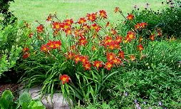 Daylily by Norma Nack