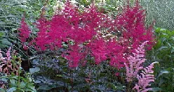 Astilbe by Jeff Hart