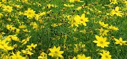 Coreopsis by BenSchuman