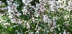 Penstemon by Wendy Cutler