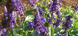 Salvia by Carl Lewis
