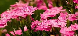 Dianthus by Larry Jacobson