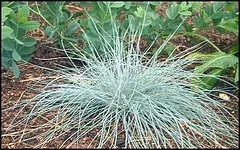 Blue Fescue Festuca glauca