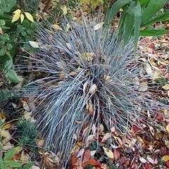 Blue Oat Grass