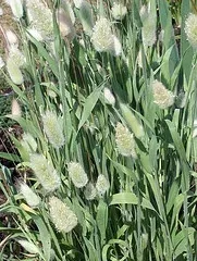 Fountain Grass Penniseturn alopecuroides