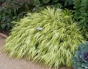 Hakone Grass 'Aureola' by Midwest Gardening