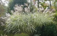Maiden Grass Silvergrass