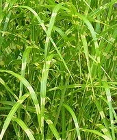 Strictus Porcupine Grass