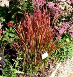 Red Baron Japanese Blood Grass