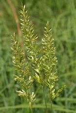 June Grass Koeleria macrantha