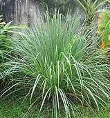 Annual Lemon Grass Cymbopogon