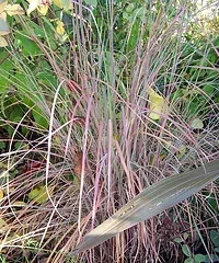 Little Bluestem