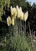Annual Dwarf Pampas Grass 'Pumila'