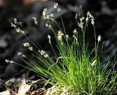 Pennsylvania sedge