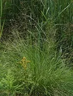 Hardy Perennial Grass Prairie Dropseed