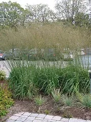 Molinia 'Skyracer' Moor Grass