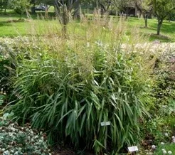 Spodiopogon sibericus 'Silver Spike Grass' by TOG