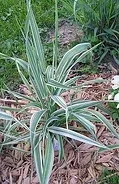 Switchgrass
