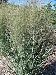 Panicum virgatum 'Northwind'