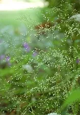 Tufted Hairgrass Northern Lights