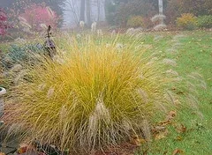 Hemeln Fountain Grass Penniseturn alopecuroide