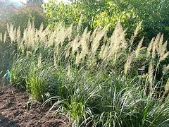 Calamagrotstis brachytrica Korean Feather Reed Grass