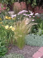 Mexican Feather Grass